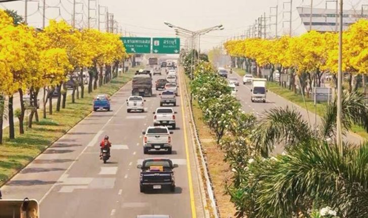 ตื่นตา! ดอกเหลืองปรีดียาธรบานสะพรั่งริม ถ.มิตรภาพ