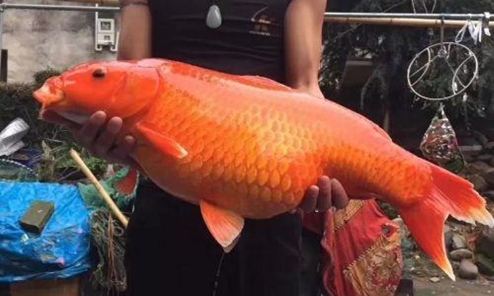 ฮือฮา ปลาทองเมืองจีน...ใหญ่มหึมา ขนาดเท่ากับเด็ก 2 ขวบ