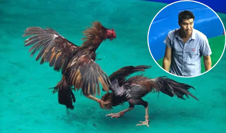 ไม่ได้โม้! ไก่ชนสมรักษ์ ชนะ ไก่ชนน้าแอ๊ด คว้าเดิมพัน 6.6 แสนบาท