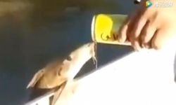 สุดประหลาด ปลาว่ายน้ำหาเรือขอดื่มเบียร์จากนักตกปลาที่บราซิล