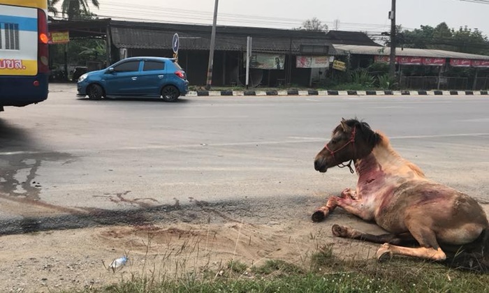 ภาพสะเทือนใจ ตีนผีชนม้าขาหัก 4 ข้าง ก่อนขาดใจตายอยู่ริมทาง