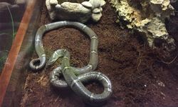 ค้นพบงูชนิดใหม่ของโลก “งูปี่แก้วไทรโยค”