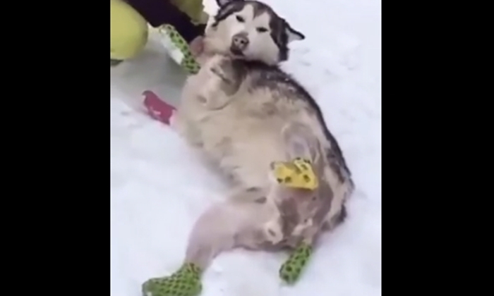 สุนัขลากเลื่อนโดนทิ้งกลางอากาศหนาวจัด น้ำแข็งกัดจนต้องถูกตัดขา