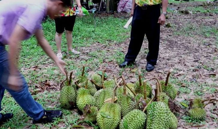 ชาวสวนอ่วม พายุถล่มสวนทุเรียนจันทบุรีก่อนเก็บผลผลิตขาย เสียหายไม่ต่ำกว่า12 ล้าน