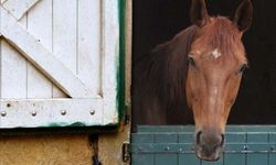 จับตา “พิษสุนัขบ้าในม้า” หลังพบม้าตายในฟาร์มที่ ประจวบฯ