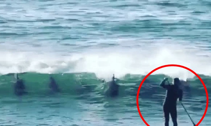 หลบไป...โลมาจะผ่าน! นักโต้คลื่นเจอฤทธิ์ โลมาดีดตัวชนกระเด็น