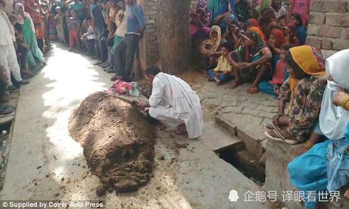 หญิงอินเดียถูกงูเห่ากัด เชื่อหมองูแนะเอาขี้วัวกลบร่าง สุดท้ายขาดอากาศหายใจตาย