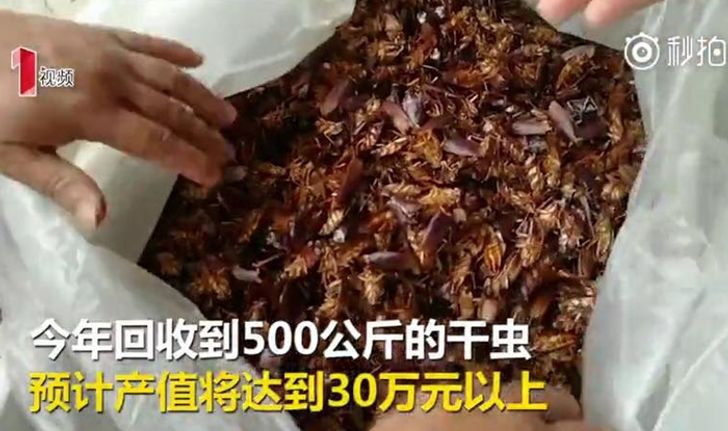 เจ้าของฟาร์มจีนโชว์กิน "แมลงสาบ" เผยขายได้กิโลกรัมละ 3,000
