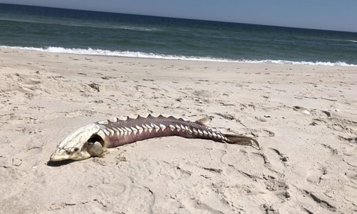 ฮือฮา พบซากสิ่งมีชีวิตคล้ายสัตว์ประหลาดทะเลยุคดึกดำบรรพ์ บนชายหาดในสหรัฐฯ