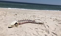 ฮือฮา พบซากสิ่งมีชีวิตคล้ายสัตว์ประหลาดทะเลยุคดึกดำบรรพ์ บนชายหาดในสหรัฐฯ