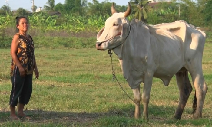 หนุ่มส่องกบจับไม่ได้สักตัว ระบายอารมณ์ไล่ตัดหางวัวชาวบ้านถึงตาย