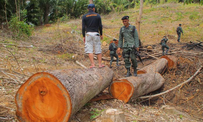 ตชด.425 นำกำลังตรวจยึดต้นตะเคียนทอง เตรียมขนย้ายและแปรรูป