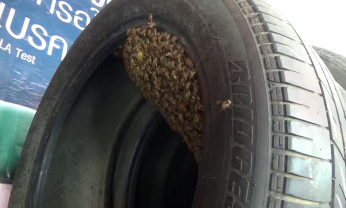 พบฝูงผึ้ง ทำรังในยางรถยนต์ เจ้าของอู่เผย เป็นผึ้งให้โชคลาภ