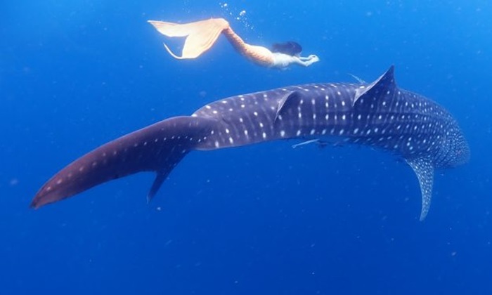 ฉลามวาฬโผล่ทะเลชุมพร แหวกว่ายน้ำเล่นกับเงือกสาว