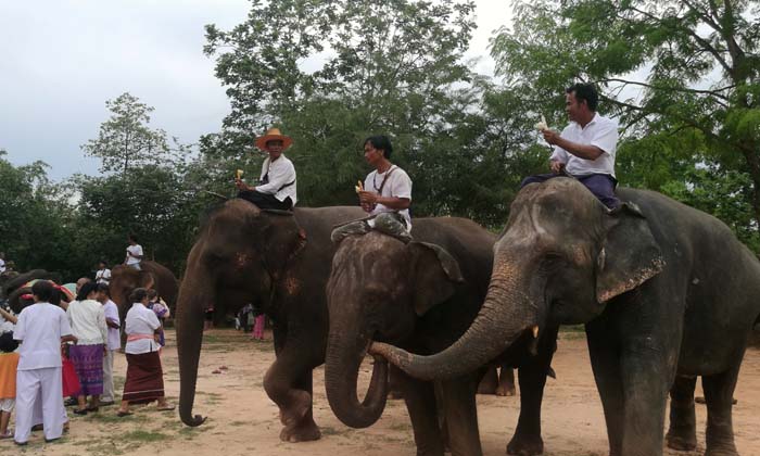 มหากุศล ช้าง 30 เชือก ร่วมเวียนเทียนกับชาวไทยและต่างชาติ เนื่องในวันสำคัญโลก “วิสาขบูชา”