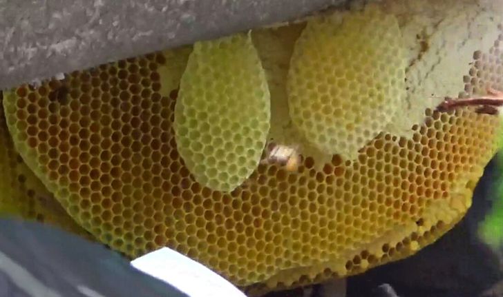 จับตาเลขที่บ้าน ฝูงผึ้งแค้นยึดบ้านพรานล่าผึ้งทำรัง สุดท้ายไม่รอด