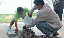 เสียดาย พบเต่ากระลำตัวมีรอยช้ำเกยตื้นตายริมหาด ชาวประมงเผยเป็นตัวที่ 2 รอบสัปดาห์