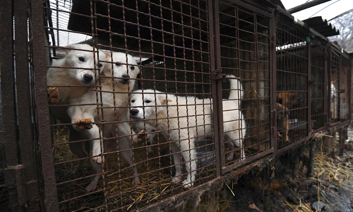 ศาลเกาหลีใต้ตัดสิน “ฆ่าสุนัขเพื่อกินเนื้อ” เป็นสิ่ง “ผิดกฎหมาย”