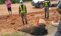 ภาพสะเทือนใจ หมีควายถูกรถชนตาย กลางถนนผ่านอุทยานฯ ทับลาน