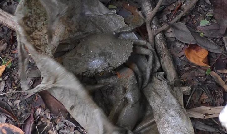 ตายข้างปูเป็น! กู้ภัยลุยป่ากระถินพบศพชายหาปูนอนตาย คาดสิ้นลมเพราะโรคประจำตัว