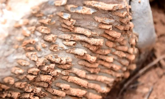 มหัศจรรย์แผ่นดินเพชรบูรณ์ พบซากฟอสซิลพืช-สัตว์ อายุ 240-280 ล้านปี