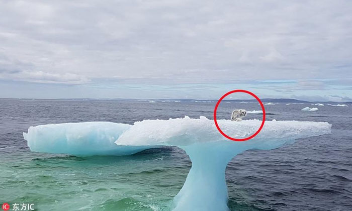 จิ้งจอกอาร์กติกติดบนก้อนน้ำแข็ง ถูกพัดออกทะเลไปไกล เคราะห์ดีช่วยทัน