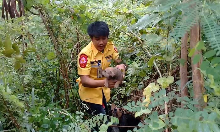 ประทับใจ! กู้ภัยกาฬสินธุ์ช่วยลูกสุนัขจากป่าละเมาะ