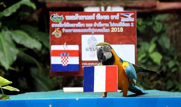 ชัวร์ไม่ชัวร์? "เจอาร์" นกแก้วเขาเขียวทายผลบอลโลก ฟันธงฝรั่งเศสแชมป์แน่นอน