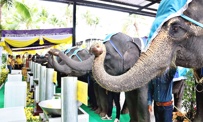 สวนนงนุชพัทยานำ "ช้างแสนรู้ 9 เชือก" รวมหล่อเทียนพรรษา 9 วัด 9 ต้นสืบสานประเพณีไทย