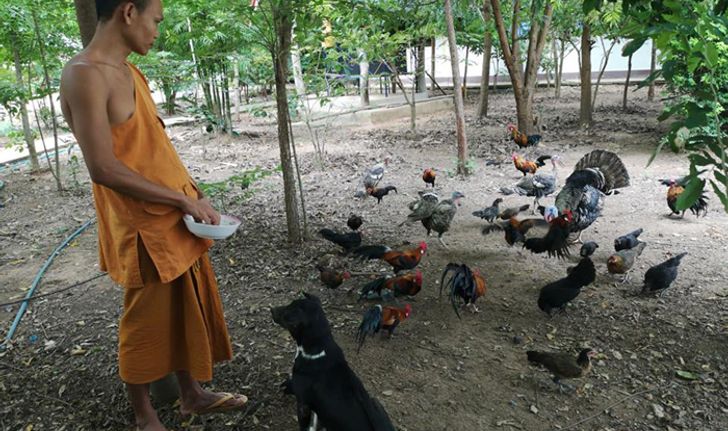 ช่วยเอาไปที! พระวัดป่าประกาศแจกไก่ป่า 400 คู่-สุนัขกว่า 70 ตัว เหตุไม่ไหวจะเลี้ยง