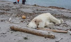 "หมีขั้วโลก" โดนยิงตาย ขณะทำร้ายการ์ดดูแลนักท่องเที่ยวจนบาดเจ็บ