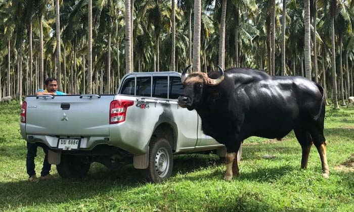 ปิดตำนาน "เจ้าโทน" กระทิงป่าพบรักวัวบ้าน ขวัญใจชาวบ้านนานนับ 10 ปี