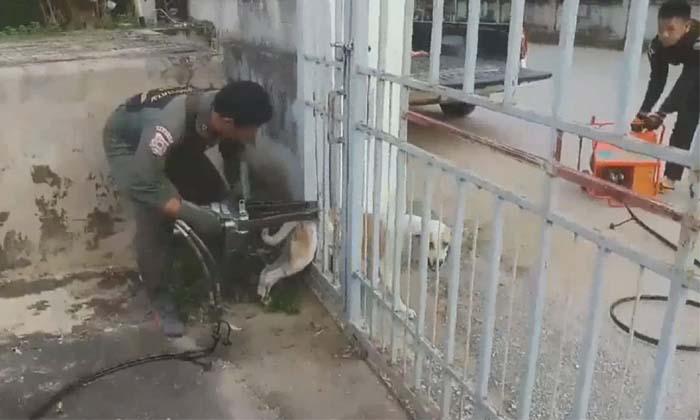 กู้ภัยช่วยสุนัขจรจัดลำตัวติดประตูรั้ว คาดว่าตกใจกลัวคนวิ่งหนีลำตัวติด