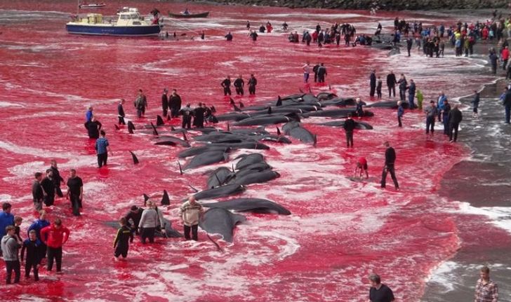 ทะเลสีเลือด! ชาวบ้านเดนมาร์กต้อนวาฬ 180 ตัว เข้าฝั่งแล้วฆ่า อ้างเป็นประเพณี