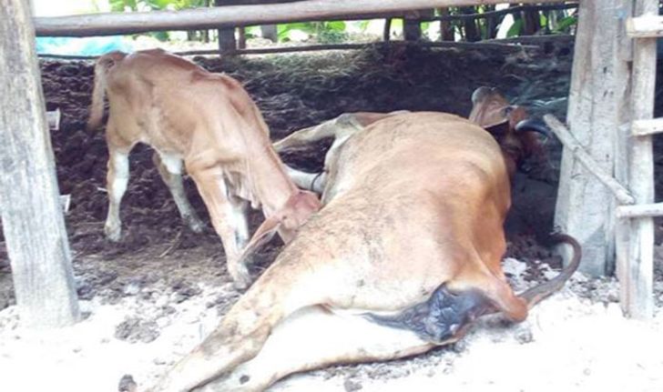 "พิษสุนัขบ้า" ระบาดหนัก วัวตายเพิ่มอีกหนึ่ง ชาวบ้านวอนเจ้าหน้าที่เร่งฉีดวัคซีนสุนัขด่วน