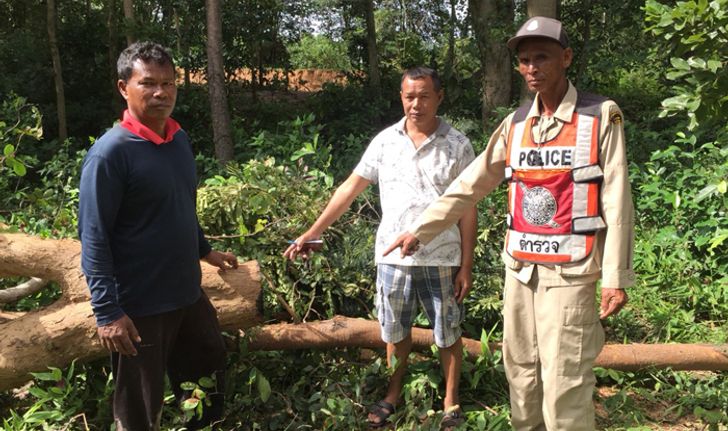 โผล่อีก "แก๊งลักลอบตัดไม้" สุดเหิมบุกเข้าตัดพะยูงอายุกว่า 70 ปี อาศัยช่วงฝนตกขนไม้หลบหนี