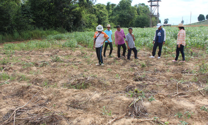 มาเป็นฝูง! โขลงช้าง-หมูป่า "อุทยานฯ ทับลาน" บุกทำลายสวนชาวบ้านเสียหายจำนวนมาก