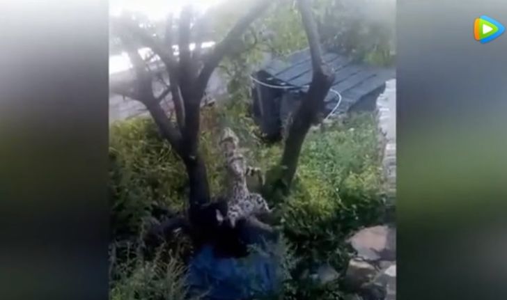 ชายจีนทารุณสัตว์คล้ายแมวดาว จับแขวนคอกับต้นไม้ บอกจะทำอาหารกิน