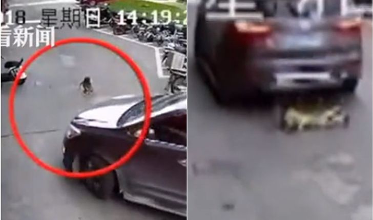 ภาพช็อก เด็กชายจีนรอดชีวิต หลังนอนคว่ำหน้าจังหวะถูกรถขับทับ