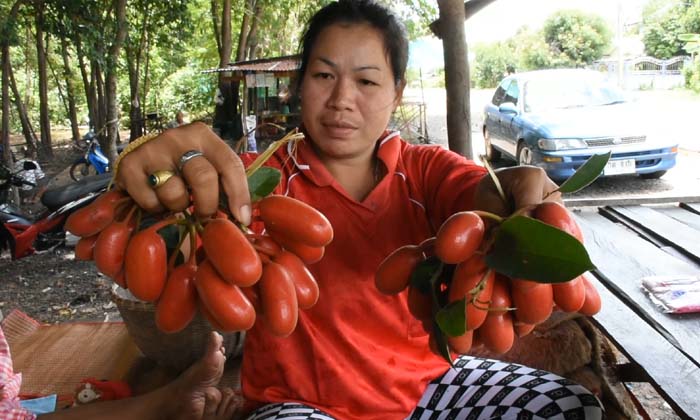 ชาวบ้านเก็บ "หมากผีพวน" ผลไม้ป่าหายาก ขายสร้างรายได้วันละกว่า 500 บาท