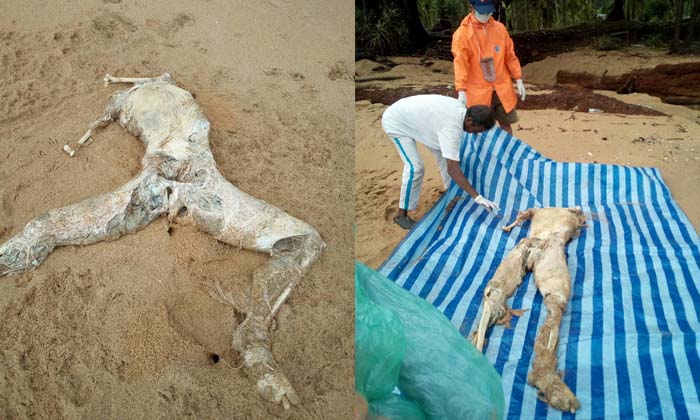 ชาวลิบงหลอน-เก็บศพเกยหาดเปลือยเหลือแต่กระดูก-หัวหลุดแขนหายเร่งส่งชันสูตร