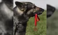 อำลา “คุนหู่” สุนัขตำรวจที่ช่วยผู้ประสบภัยมามากกว่า 100 ชีวิต