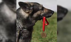 อำลา “คุนหู่” สุนัขตำรวจที่ช่วยผู้ประสบภัยมามากกว่า 100 ชีวิต