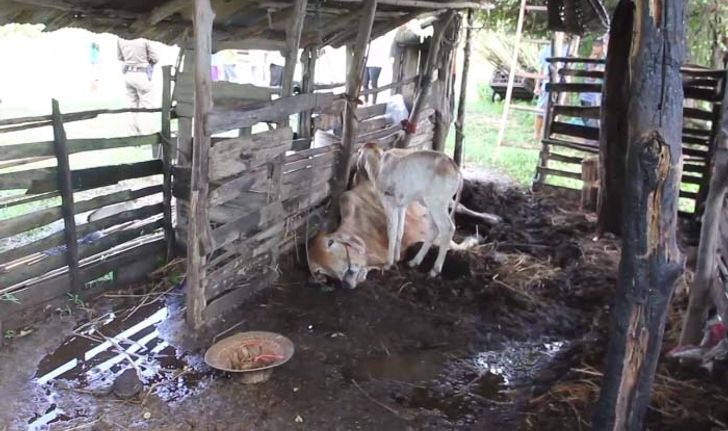 ฝนตกฟ้าร้อง "แม่เฒ่า" จูงวัวพาเข้าคอก เกิดฟ้าผ่า ดับคาที่ทั้งคนทั้งวัว