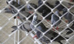 ย้ายแล้ว "นกพิราบ" จากกรุงเทพฯ 143 ตัว เก็บรักษาด่านกักกันสัตว์อยุธยา