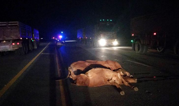 "โศกนาฏกรรมฝูงวัว" วิ่งตัดหน้ารถพ่วงตาย 6 ศพ มี 3 ตัวกำลังตั้งท้อง