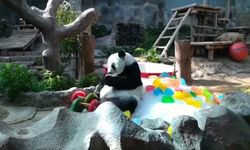 17 ปีแล้วนะ! สวนสัตว์เชียงใหม่จัดงานวันเกิดให้แพนด้า "หลินฮุ่ย" พร้อมเค้กน้ำแข็งสีสดใส