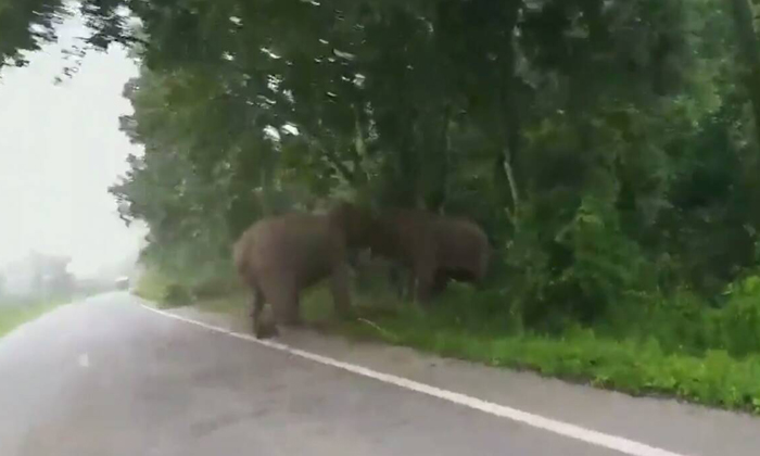 ระวังช้างป่าตกมัน! อุทยานประกาศเตือนหลังพบช้างตกมันเดินบนถนนหนองพลับ-ห้วยสัตว์ใหญ่