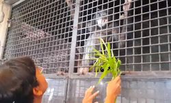 สั่งอายัดทันควัน "ชิมแปนซีแคระ" ห้ามคุ้มครอง โผล่สวนสัตว์ดังปิ่นเกล้า