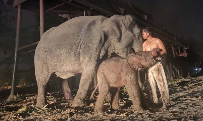 “กำเนิดลูกช้าง” ในคืนวันสำคัญประวัติศาสตร์ชาติไทย ณ หมู่บ้านช้างเพนียดหลวง